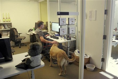 Google Ofislerde evcil hayvanlar bile var Yalova Web